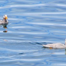 Ducks swimming near the H-Island